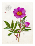 Paeonia Russii var. Reverchoni Giclee Print by Lilian Snelling