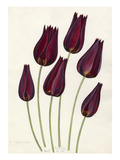 T. mauritiana Giclee Print by John Paul Wellington Furse