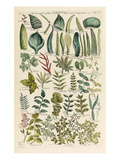 Plate 8 Giclee Print by John Hill