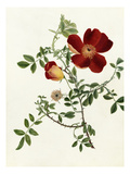 Rosa foetida Bicolor Giclee Print by Emma Smith