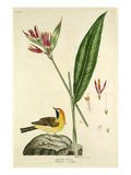 Tab XXXVIII Giclee Print by John Frederick Miller