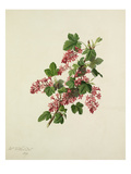 Ribes sanguineum Giclee Print by Augusta Innes Withers