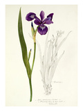 Plate 32 Giclee Print by  Williamson