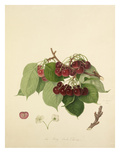 The May Duke Cherry Giclee Print by William Hooker