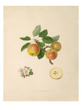 The Borsdorff Apple Giclee Print by William Hooker