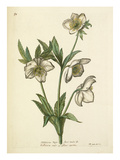 Plate 50 Giclee Print by Nicolas Robert