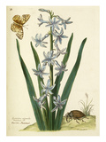Plate 33 Giclee Print by Nicolas Robert
