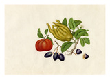 Citrus medica sarcodactylis, Citrus reticulata, Carissa caraunda Giclee Print by  Wang Lui Chi