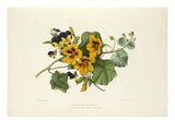 Nasturtium & Heartsease Giclee Print by Charles Joseph Hullmandel