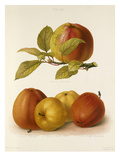 Volume II, Plate 56 Giclee Print by G Severeyns