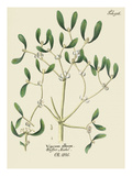 Tab 916 Giclee Print by Ignaz Albrecht