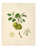 The Aston Town Pear Giclee Print by William Hooker
