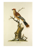 Tab LI Giclee Print by John Frederick Miller