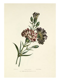 Carnations Giclee Print by Charles Joseph Hullmandel