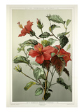 Hibiscus Général Courtigis Giclee Print by François Frédéric Grobon