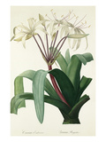 Crinum erubescens Giclee Print by Pierre-Joseph Redouté