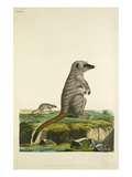 Tab XX Giclee Print by John Frederick Miller