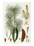 Pinus strobus Giclee Print by  Worner