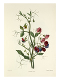 Sweet Pea Giclee Print by Charles Joseph Hullmandel