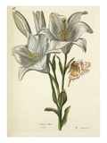 Plate 56 Giclee Print by Nicolas Robert