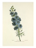 Larkspur Giclee Print by Charles Joseph Hullmandel