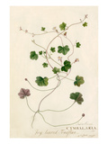 Antirrhinum, Cymbalaria Giclee Print by Georg Dionysius Ehret