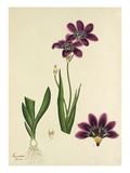 Plate 87, Vol I Giclee Print by Henry Charles Andrews