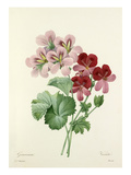 Geranium varieté Giclee Print by Joseph Marie Bessin