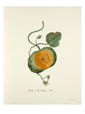 Plate 13 Giclee Print by Pierre Francois Ledoulx