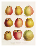 Plate XXIII Giclee Print by Elizabeth Ronalds