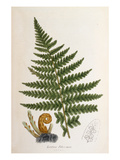 Lastrea filix-mas Giclee Print by John Edward Sowerby