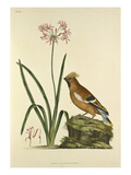Tab VIII Giclee Print by John Frederick Miller