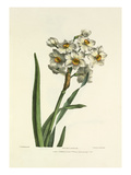 Narcissus Giclee Print by Charles Joseph Hullmandel