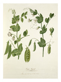 Plate 24 Giclee Print by Pierre Francois Ledoulx