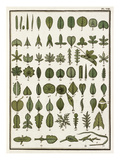 Plate VIII Giclee Print by Jean Baptiste François Bulliard