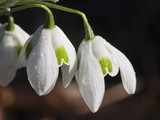 Galanthus Greatorex double Photographie par Carol Sheppard