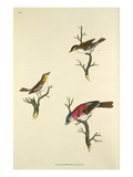 Tab XV Giclee Print by John Frederick Miller