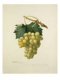 The Cannon Hall Muscat Grape Giclee Print by Augusta Innes Withers