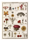 Plate I Giclee Print by Jean Baptiste François Bulliard