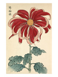 Nishiki no Mihata Giclee Print by Keikwa Hasegawa