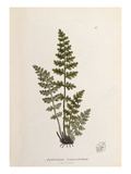 Asplenium obovatum subsp. lanceolatum Giclee Print by John Edward Sowerby