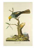Tab LXVIII Giclee Print by John Frederick Miller