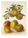 Volume II, Plate 52 Giclee Print by G Severeyns