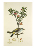 Tab LVI Giclee Print by John Frederick Miller