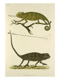 Tab XI Giclee Print by John Frederick Miller