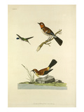 Tab XXX Giclee Print by John Frederick Miller