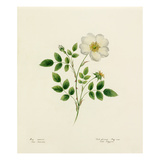 Plate 33 Giclee Print by Lydia Penrose