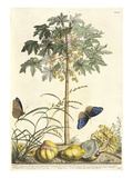 1. Papaya, 2. Ana gallis, 3. Gramen Giclee Print by Georg Dionysius Ehret