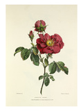 Damask Rose Giclee Print by Charles Joseph Hullmandel