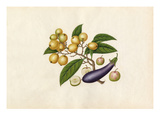 Solanum melongena, Malus prunifolia, Eriobotrya japonica Giclee Print by  Wang Lui Chi